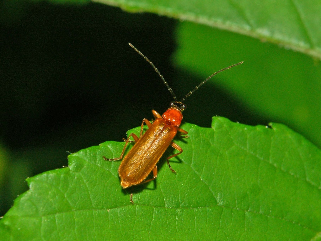 Floricolo rosso: Rhagonycha